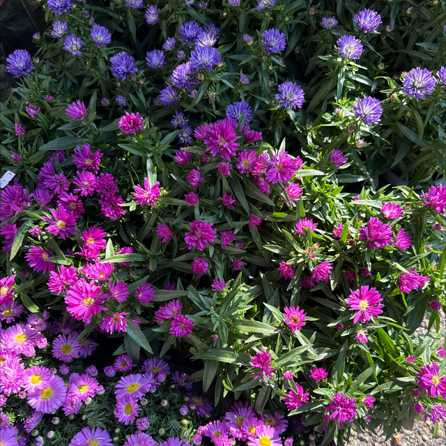 Aster Mix 