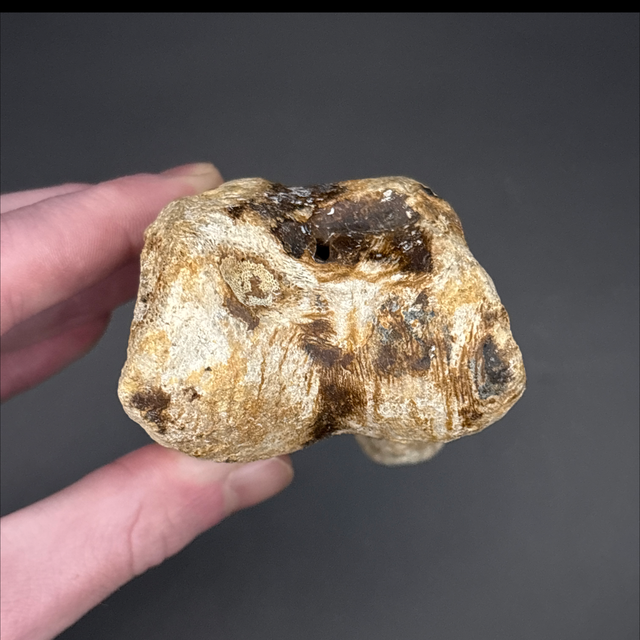 Bison Tarsal