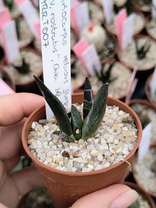Ariocarpus retusus furfuraceus "v. Rostratus", Casa Blanca