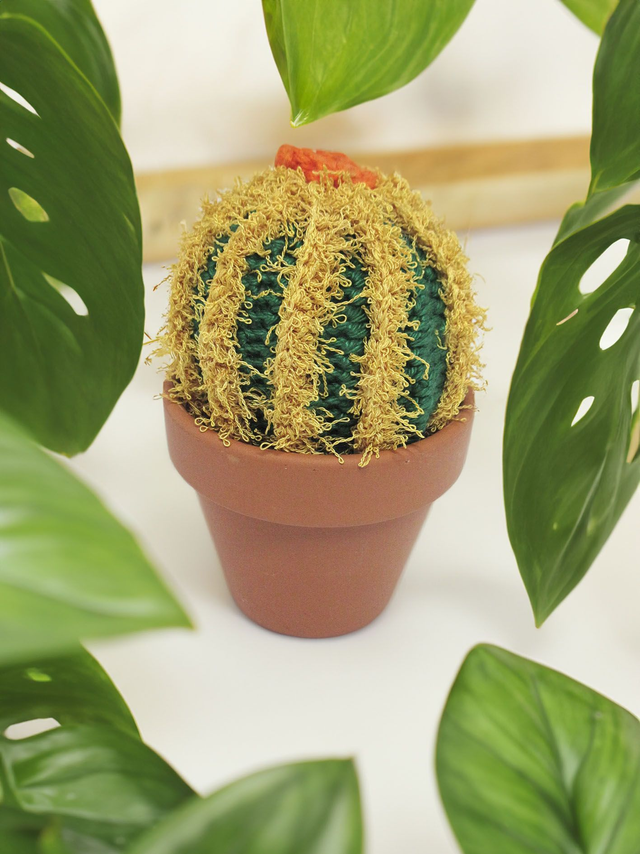 Cactus avec son pot en terre   