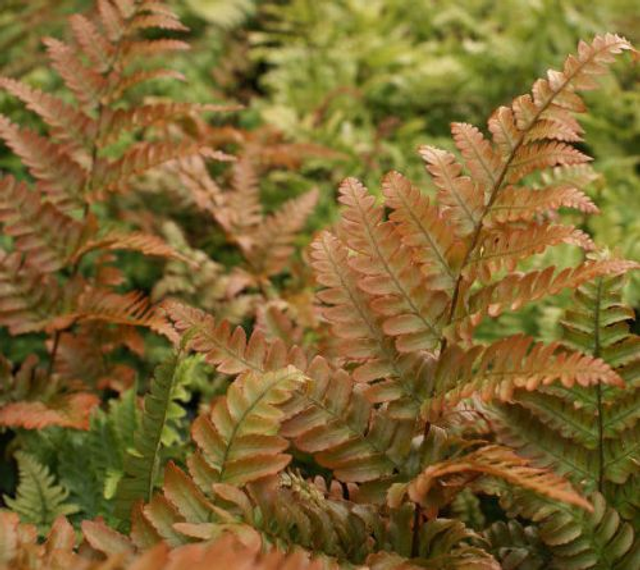 Dryopteris erythrosora Rosy Buckler Fern plug plant
