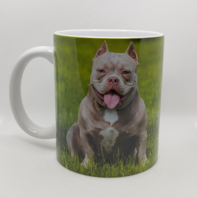 American Bully gris et blanc