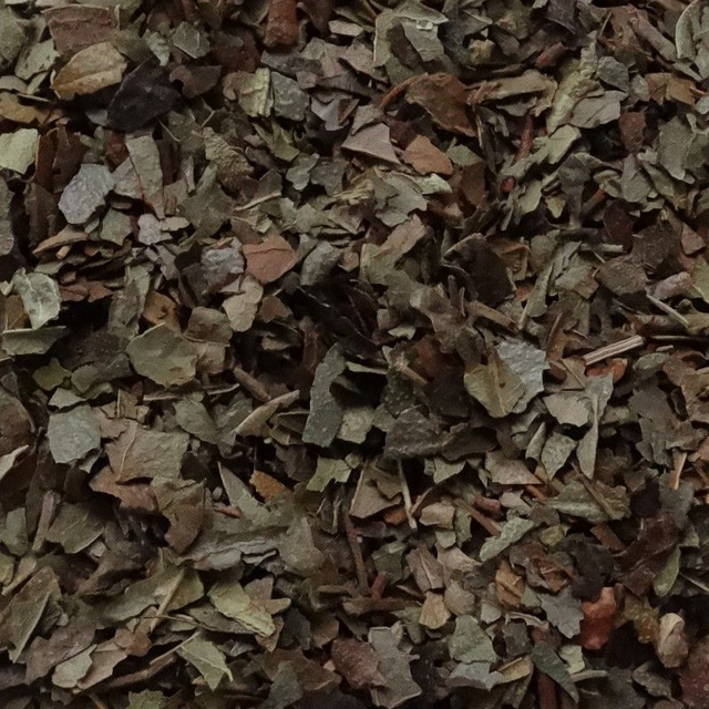 Boldoblad (Peumus boldus)