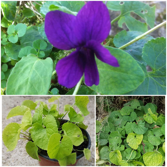 viola odorata - 9cm pot