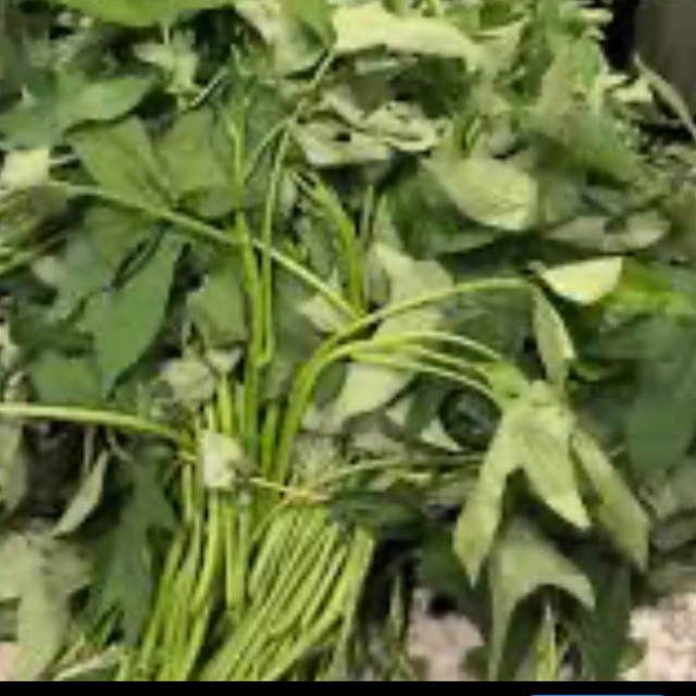 Fresh Sierra Leone Potato leaves - per big tie 