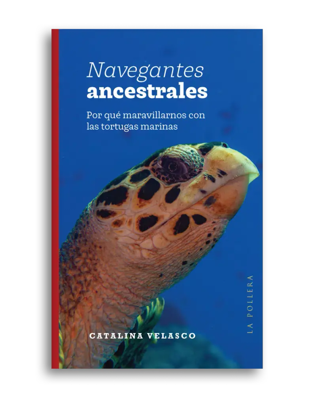 Navegantes ancestrales: Por qué maravillarnos con las tortugas marinas - Catalina Velasco