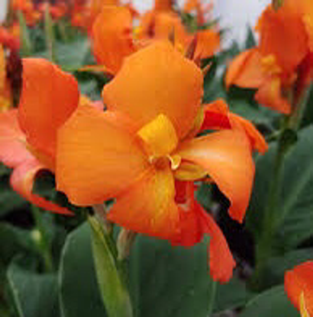 Canna Orange NT