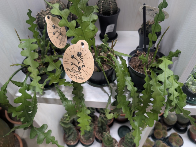 Epiphyllum anguliger zig zag kaktus