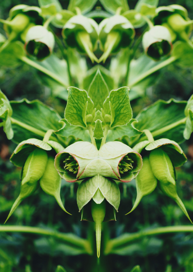 Carte postale « Helleborus »