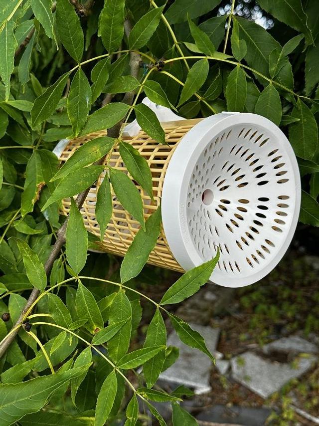 Gard'Apis Sentinel  - Complete Hornet Trap