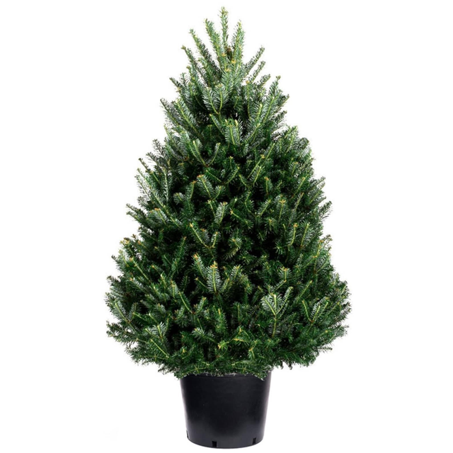 4ft Pot Grown - Fraser Fir Tree