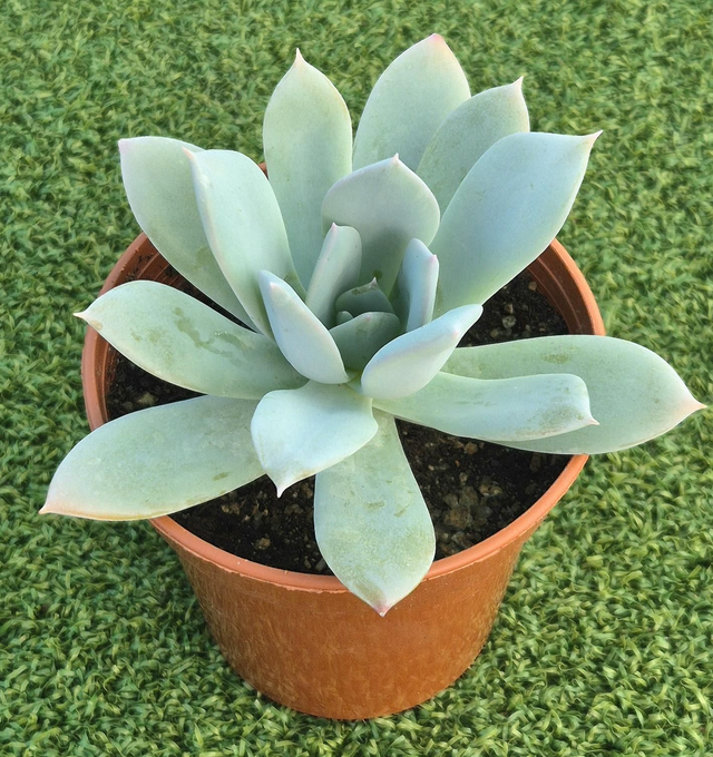 Pachyveria 'Artic Star'