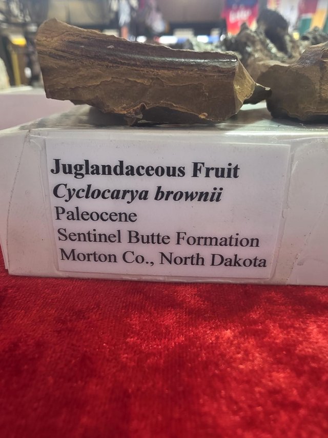 Juglandaceous fruit/nut