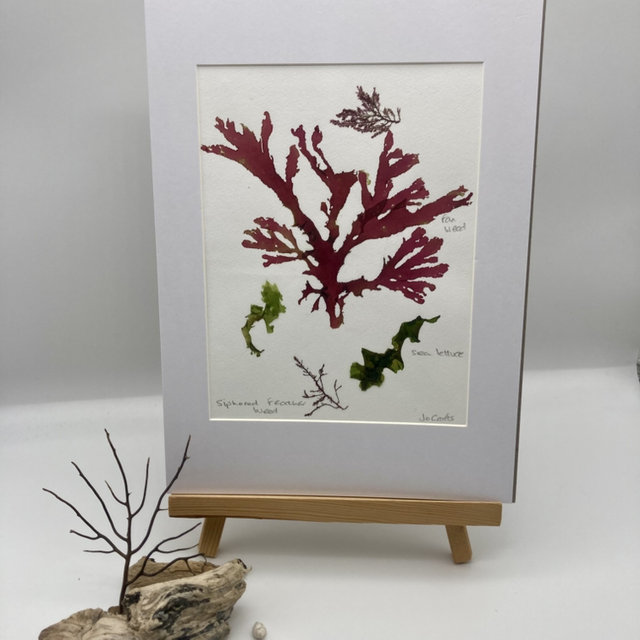 Real Pressed Seaweed 