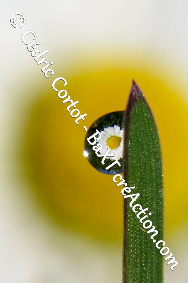 Impression sur alu dibond - Rosée et gouttes de pluie (ref 8700)