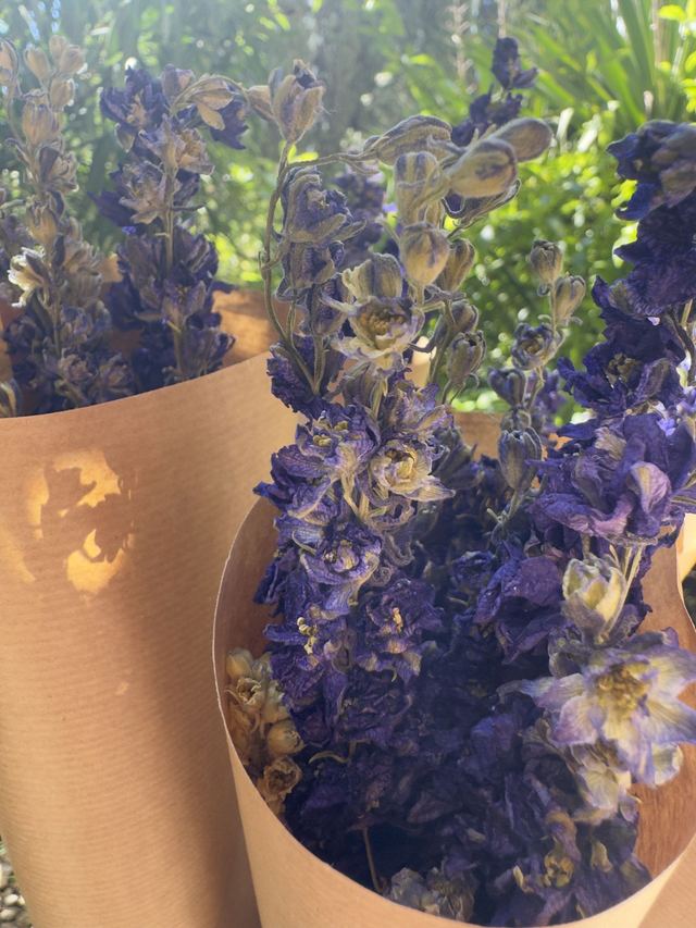 Botte delphinium violet