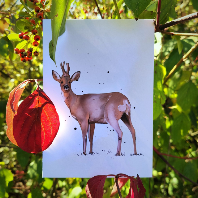 Illustration CHEVREUIL - Format A6