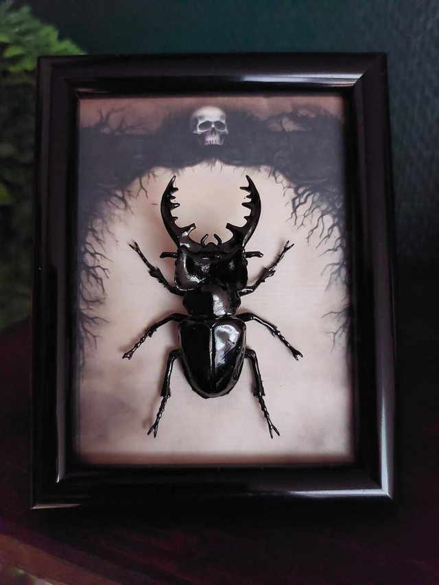 Cadre crâne avec scarabée en résine 