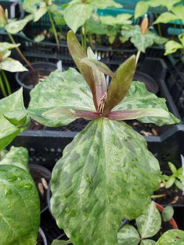 Trillium cuneatum 