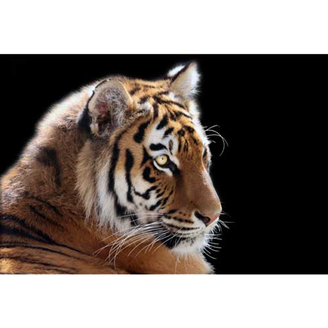 L' oeil du Tigre  - ref: 4561