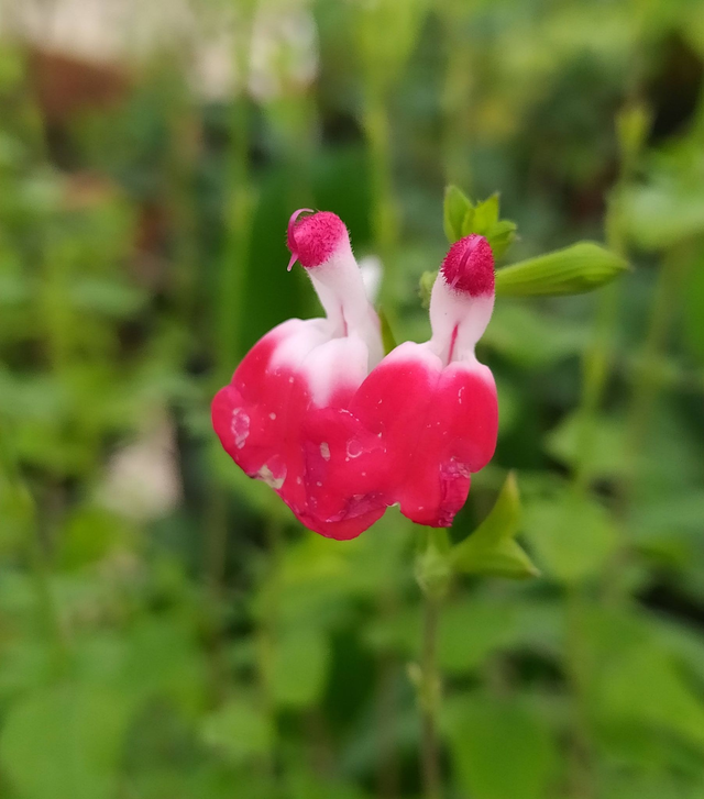 Salvia microphylla 'Hot Lips' - 1ltr pot