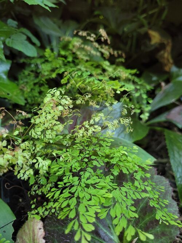 Adiantum microphyllum plug plants