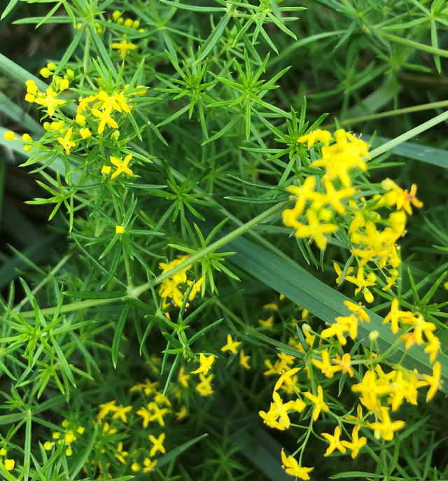 Caille Lait Jaune AB - Gallium Verum