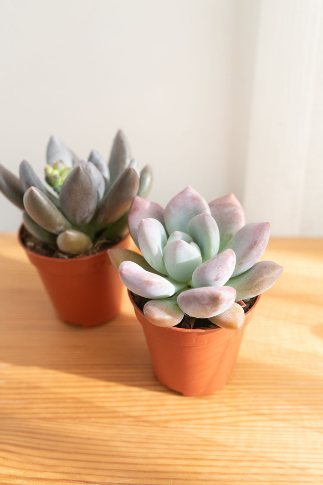 Duo de Succulentes – Pachyveria Blue Mist & Graptoveria Opalina 🌵