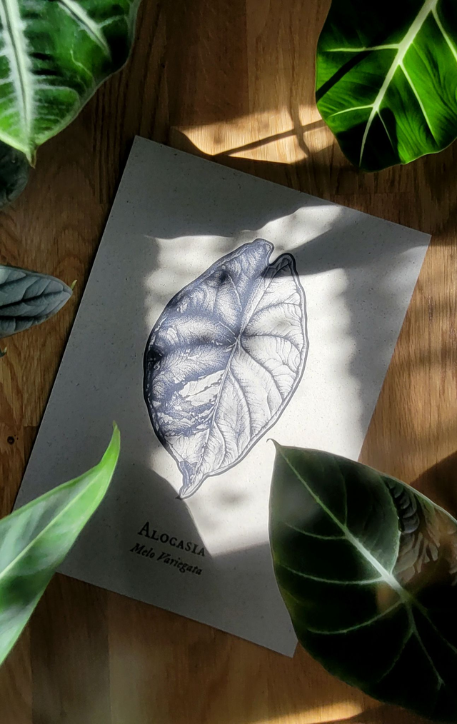 Alocasia Dragon Scale Variegata - geänderte Bezeichnung! (aktualisierte Bilder folgen)