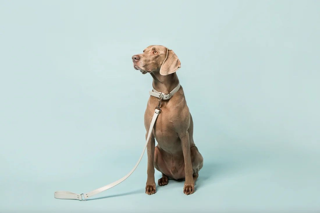 Skylos Collective Vegan Apple Leather Lead - Ice Blue