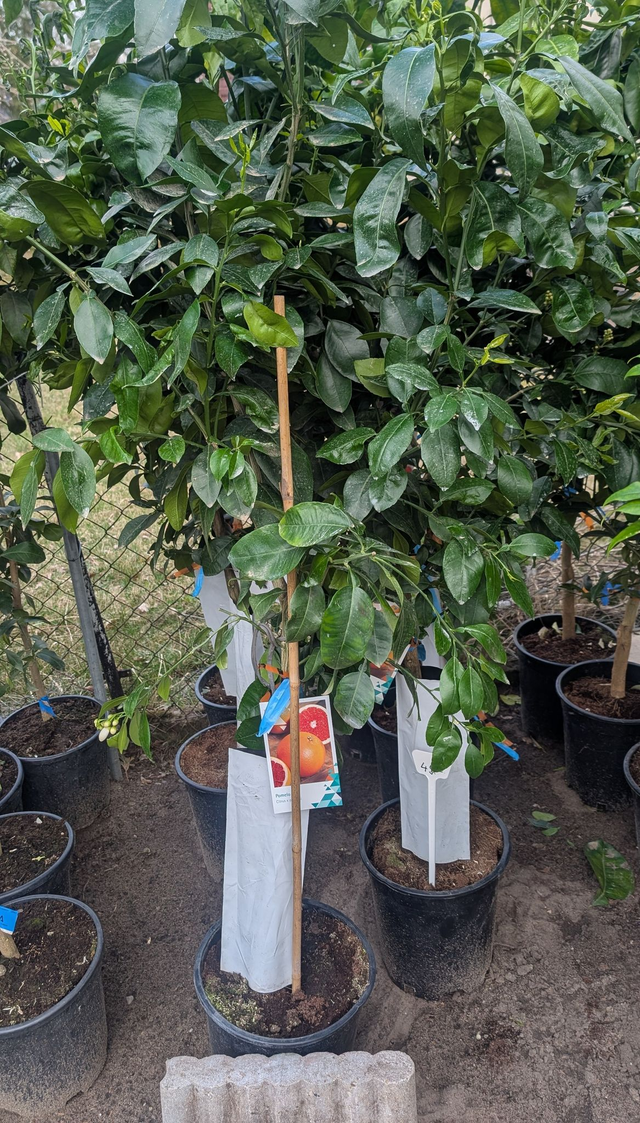 Pomelo Baum