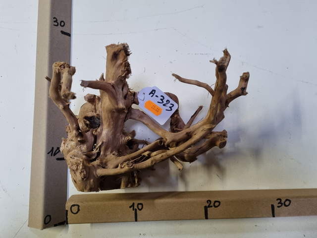 Racine araignée A-323