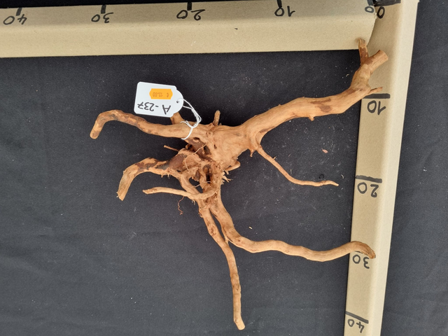 Racine araignée A-237