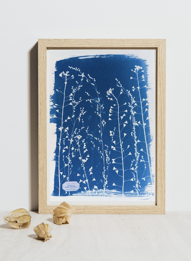 Cyanotype Poaceae (A4) - n°388 - sans cadre