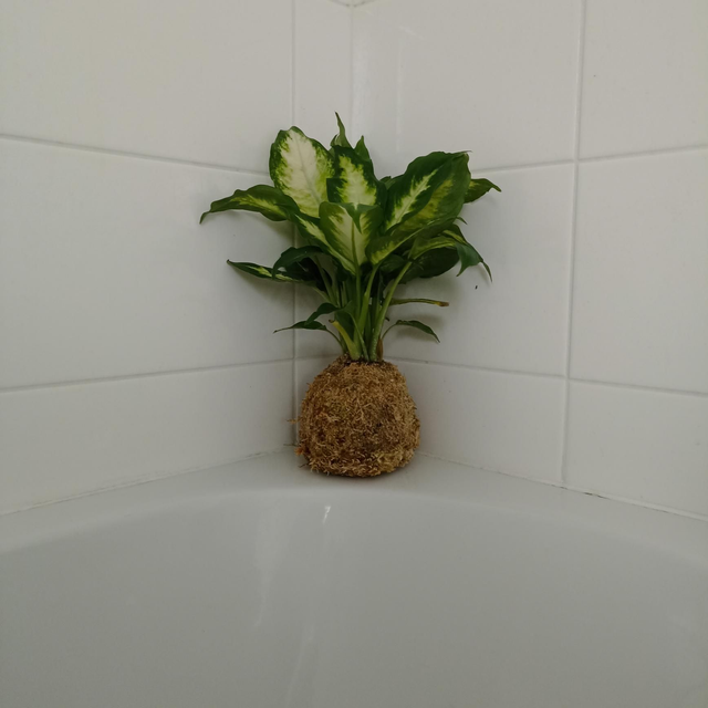 Dieffenbachia Camilla