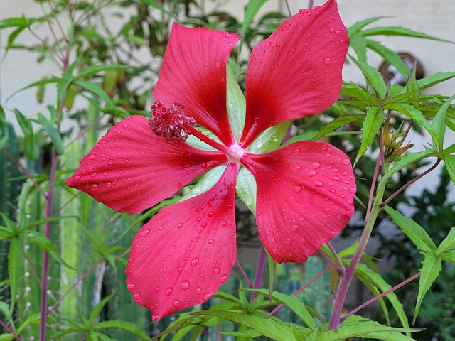 10 graines Hibiscus coccineus seeds samen Etoile du Texas Ketmie écarlate rare