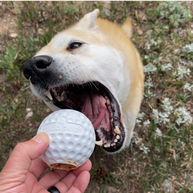 Distributeur de friandises en caoutchouc pour balles de golf et jouet d'enrichissement