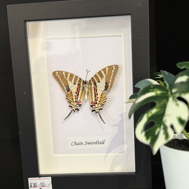 Chain Swordtail