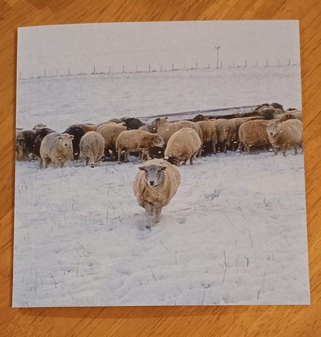 Hay in winter sheep greetings card
