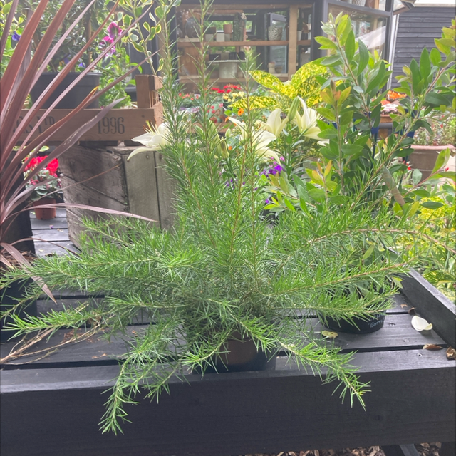 Grenville Canberra Gen