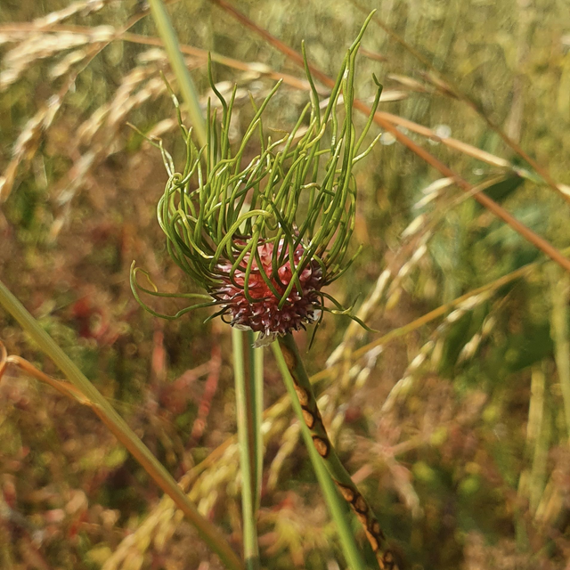 Ail des vignes (Allium vineale )