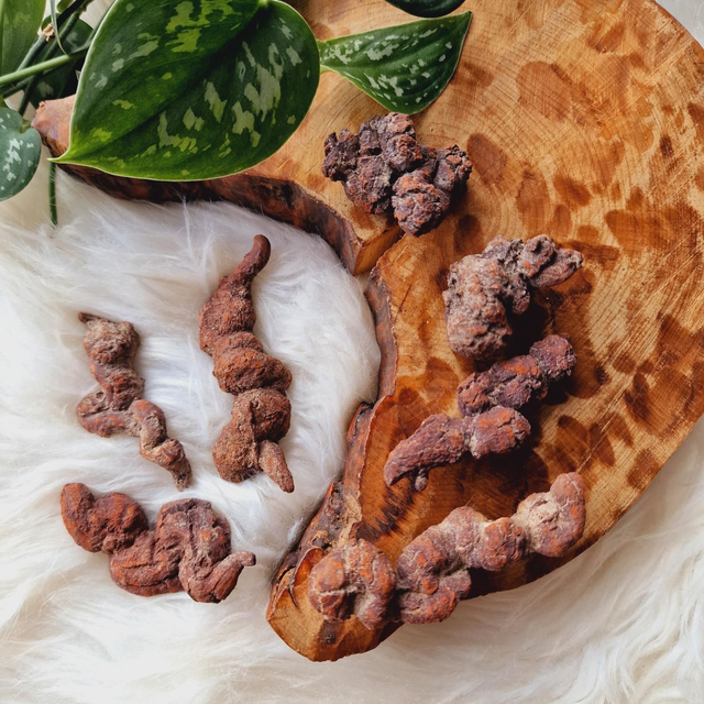 Coprolite "Fossilised Dinosaur Poo"