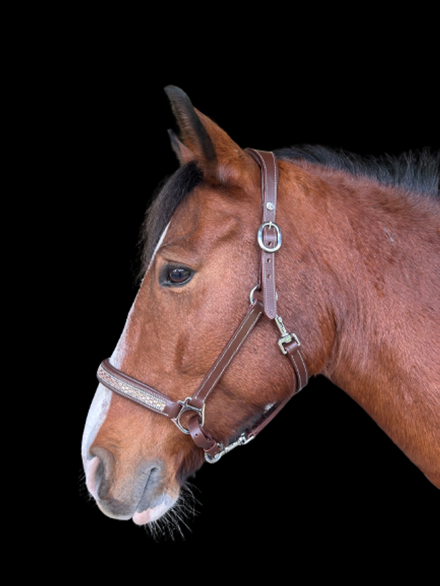 LICOL CUIR NORTON PRO "PRINCESSE"