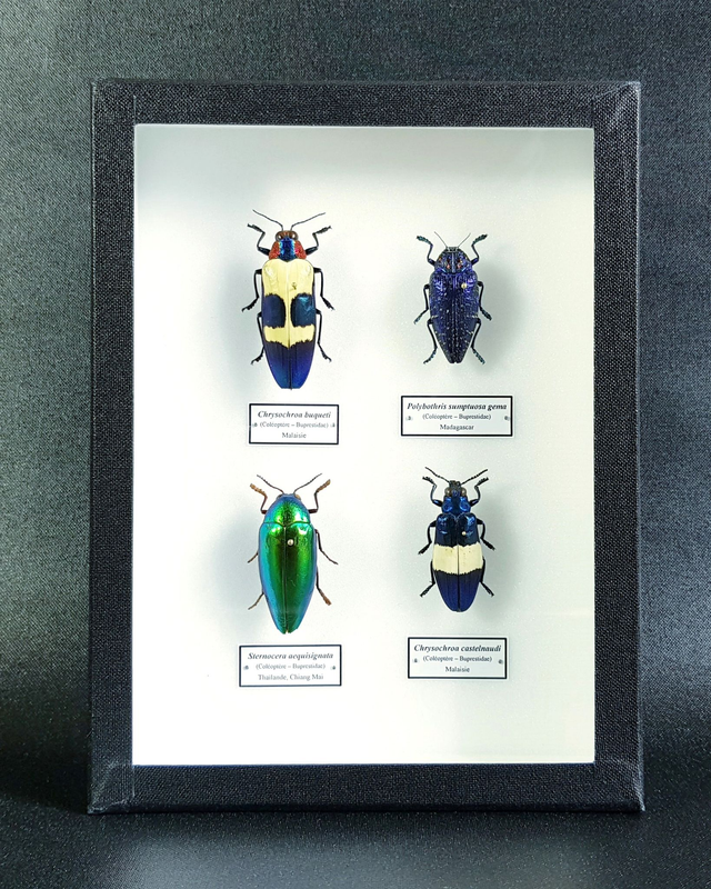 Collection de buprestes