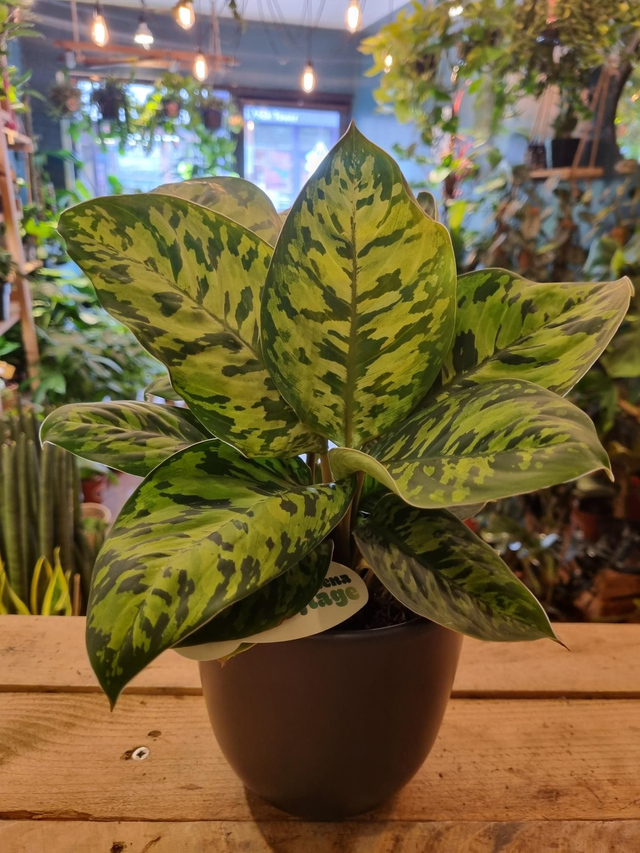 Homalomena camouflage 