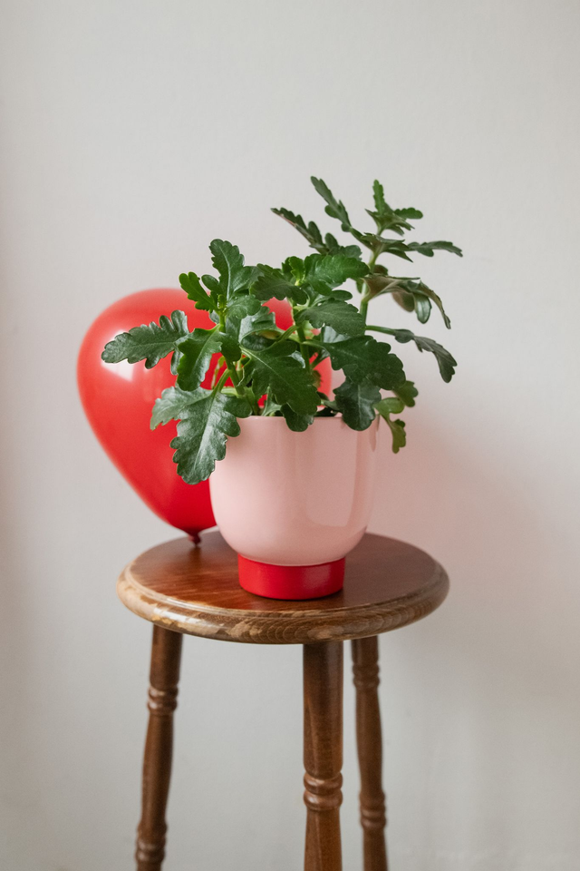 Pot rose poudré & rouge 🧩 Mix & Match