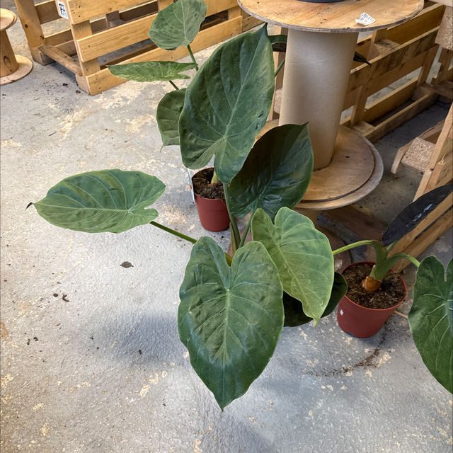 Alocasia Régal Shield 