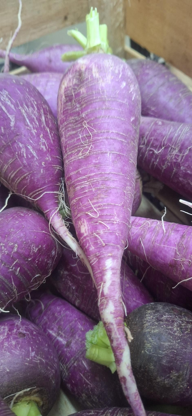 Radis raves bleu d'automne et d'hiver bio