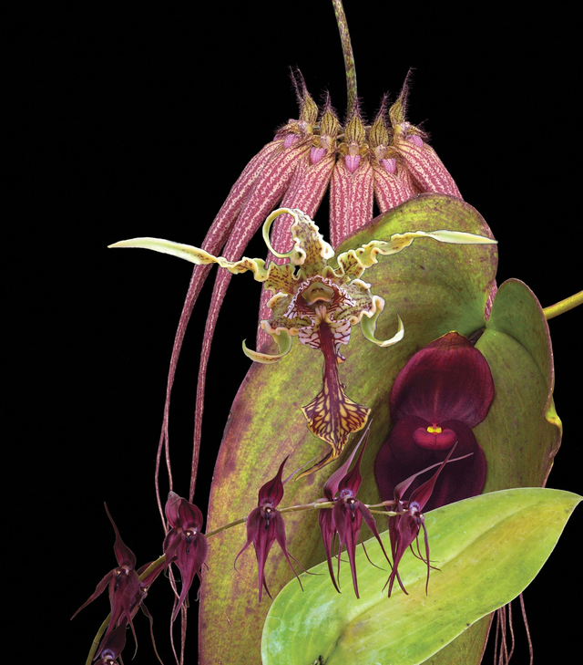 Soul Shield+ Combination Essence