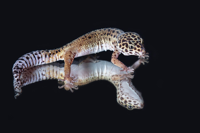 Leopardgecko 2 - Querformat